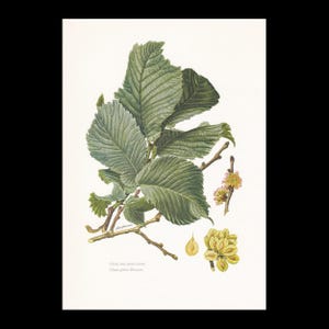 May include: A botanical illustration of an Ulmus glabra tree branch featuring serrated green leaves, small clusters of yellow-orange flowers, and pale yellow winged seeds. The text "Ulmus glabra Huds" and "Orme des montagnes" is printed below.