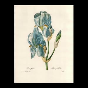 Op de afbeelding: Een botanische illustratie van een Iris pallida bloem met lichtblauwe bloemblaadjes met gele accenten, groene stengels en gesloten knoppen. De print bevat de tekst Iris pâle en Iris pallida, samen met de handtekening P.J. Redouté.
