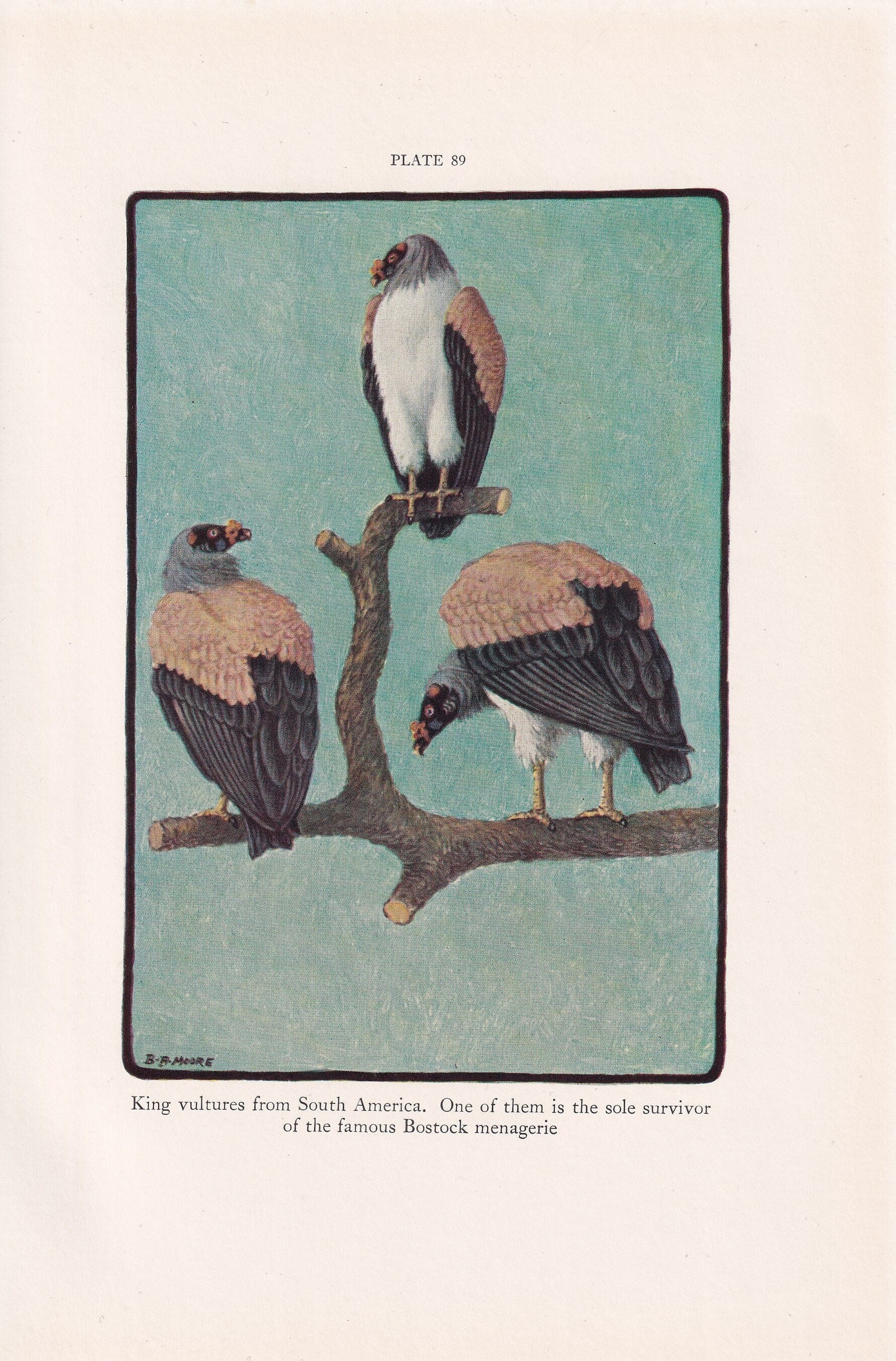 1934 KING VULTURES Print - Original Vintage Print - Animal Wall Art - Vulture Wall Art - 89 Years Old - 9.15 x 6 Inches