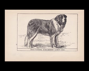 Könnte beinhalten: Eine schwarz-weiße Tuschezeichnung eines stehenden Bernhardiners im Profil. Der Text unter dem Hund lautet: ROUGH ST BERNARD CH. SIR BEDIVERE S. SMITH OWNER. Die Zahl 10 ist vertikal auf der linken Seite des Rahmens aufgedruckt.