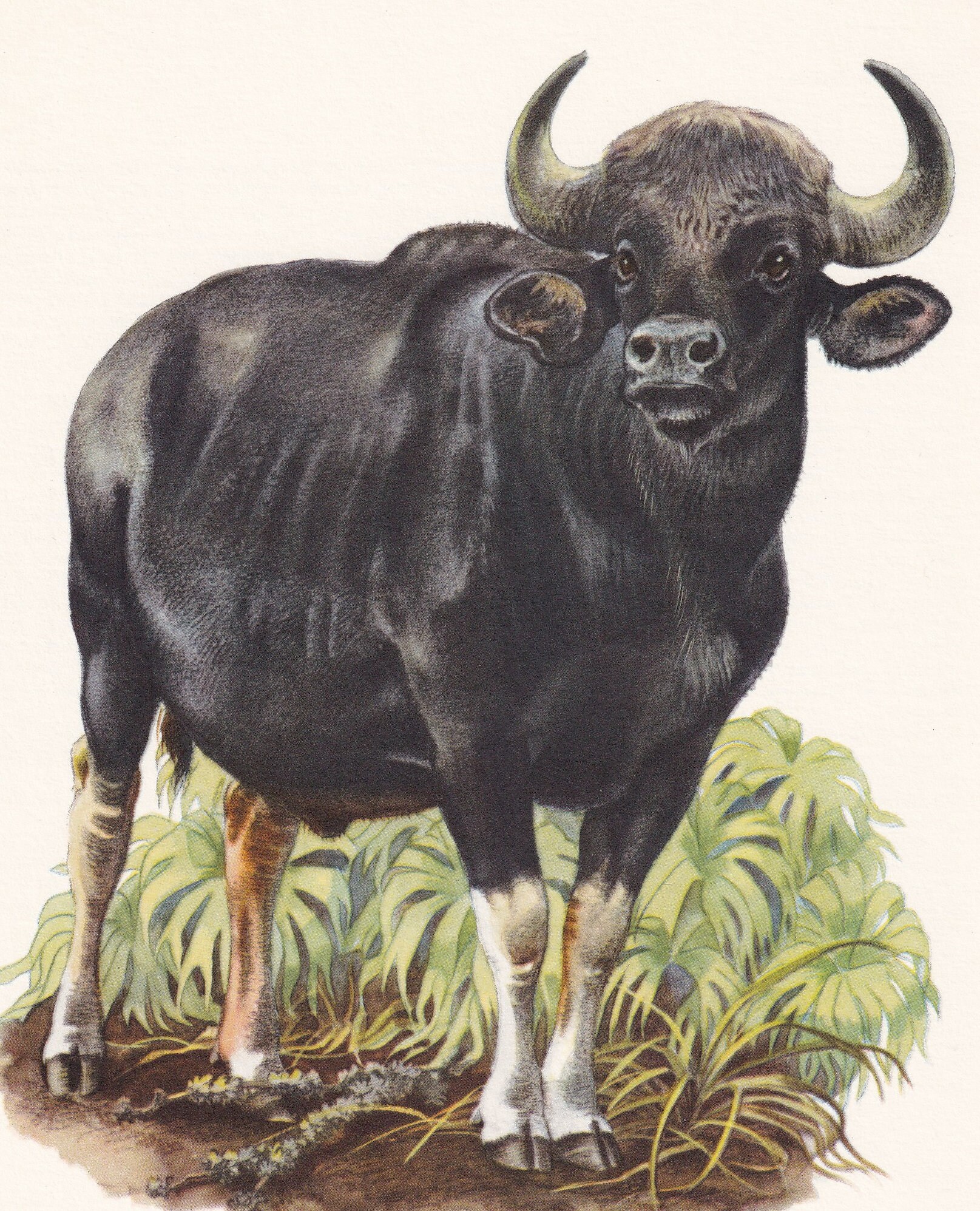 1960 GAUR Print - Vintage Animal Print - Animal Illustration - Animal ...