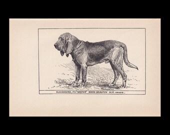 1900 BLOODHOUND DOG Print - Original Antique Dog Print - Dog Wall Art - Dog Lover - Dog Gift - 8.6 x 5.6 Inches