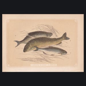 May include: A vintage print showing three fish: a roach, a carp, and a bream. The fish are illustrated in shades of grey, brown, and silver, with detailed scales and fins. The print has a beige background and includes the names of the fish.