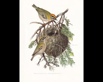 1960 FIRECREST Vogel Druck - Vintage Vogel Druck - Vogel Illustration - Vogel Wandkunst - Vogel Dekor - 19,5 x 28 cm