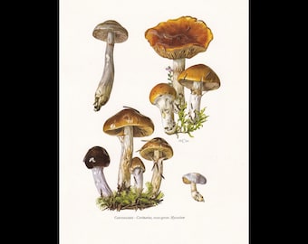 Könnte beinhalten: Eine botanische Illustration mit verschiedenen Cortinarius-Pilzen mit braunen, orangen und weißen Kappen und Stielen auf cremefarbenem Hintergrund. Der Text unten lautet: Cortinaires - Cortinarius, sous-genre Myxacium.