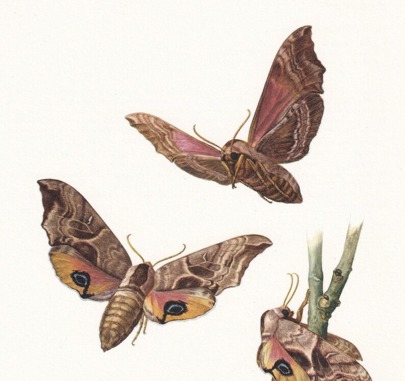 1960 HAWK MOTH Print - Original Vintage Insect Print - Bug Illustration ...