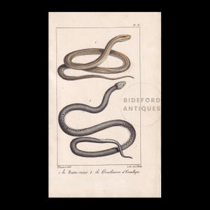 1834 Hand-Coloured FOUR-LINED SNAKE & Aesculapian Snake Print - Antique Print - Lacepede - Snake Wall Art - Animal Decor - 5.8 x 8.9 Inches