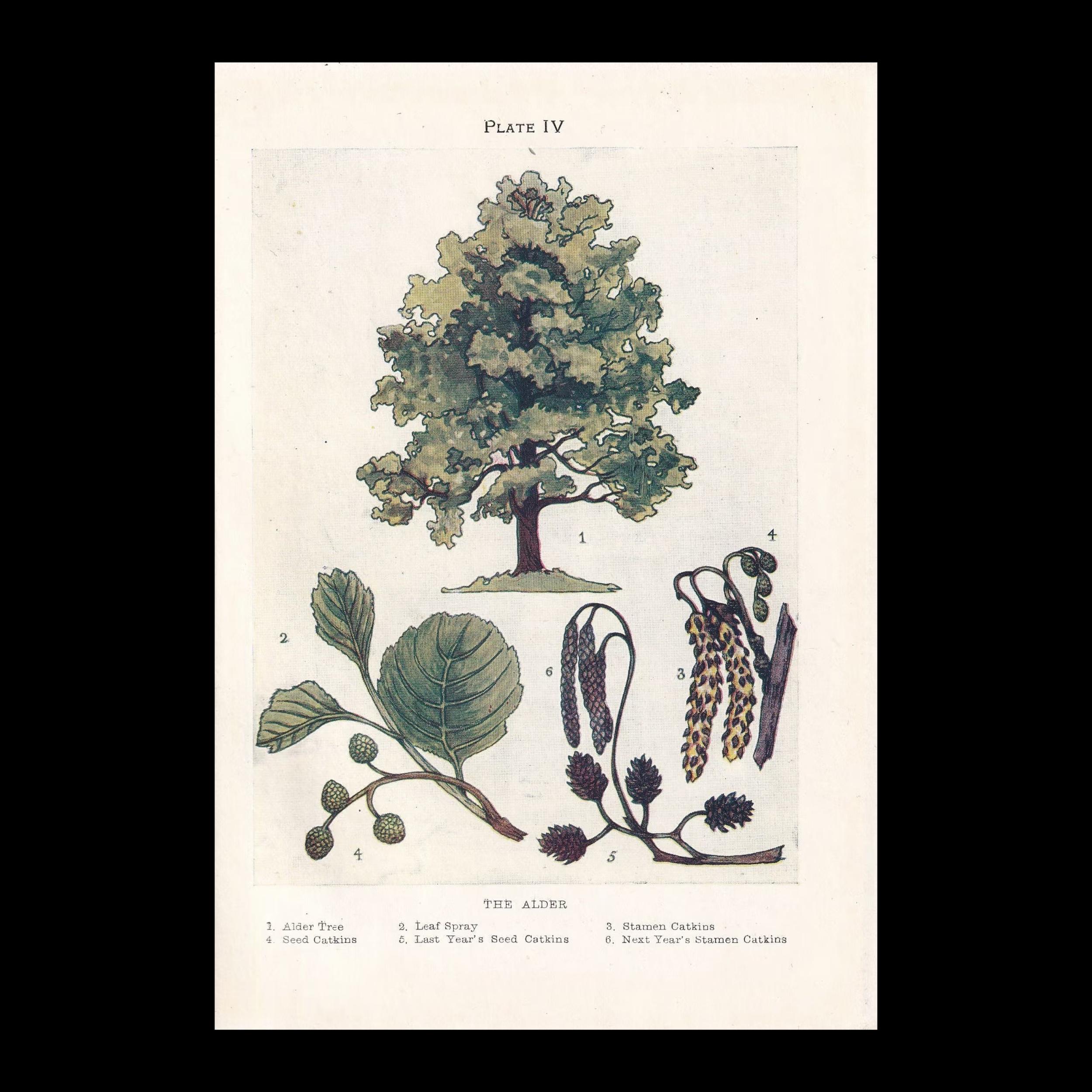 Small 1910 ALDER TREE Print - Antique Tree Print - Tree Wall Art