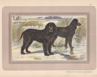 Rare! 1931 IRISH WATER SPANIEL Print - Original Antique Hunting Dog Print - Animal Wall Art - Dog Wall Art - 92 Yrs Old - 11 x 7.75 Inches