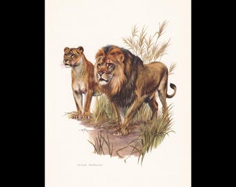 Vintage Animal Print, Mammal Chart French Biology Poster