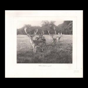 May include: A black and white photographic print featuring a group of fallow bucks with large antlers standing in a grassy park. The text "Fallow bucks in a park" is printed in cursive script at the bottom centre of the white border area.