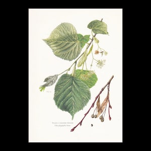 Op de afbeelding: Een botanische illustratie van een Tilia platyphyllos-tak met grote, getande groene bladeren, kleine lichtgele bloemen en een aparte bruine tak met gedroogde zaaddozen. De tekst Tilleul à grandes feuilles Tilia platyphyllos Scop. staat onderaan gedrukt.