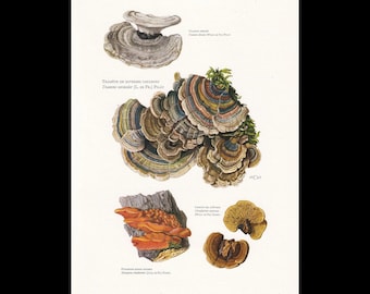 Op de afbeelding: Een botanische prent met gedetailleerde illustraties van diverse paddenstoelen. Bovenaan een grijze zwam, in het midden een cluster van veelkleurige elfenbankjes, en onderaan oranje en bruine paddenstoelen met bijbehorende tekstlabels.