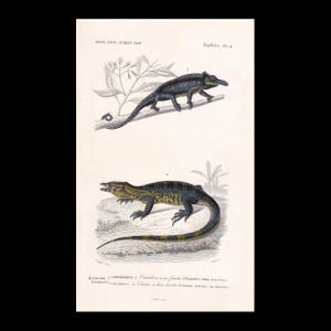 Puede incluir: Una ilustración científica antigua que muestra dos reptiles. La imagen superior muestra un camaleón azul oscuro sobre una rama. La imagen inferior muestra un lagarto azul oscuro y amarillo sobre una roca. El texto superior dice DICT. UNIV. D'HIST. NAT. Reptiles pl. 4.