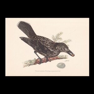 Puede incluir: Ilustración de estilo antiguo de un cascanueces, posado en una rama, sosteniendo una nuez en su pico. El ave tiene plumas moteadas en blanco y negro. Un pequeño huevo de forma ovalada está debajo de la rama. El texto en la parte inferior dice "TANNENHÄHER. Nucifraga caryocatactes (L)."