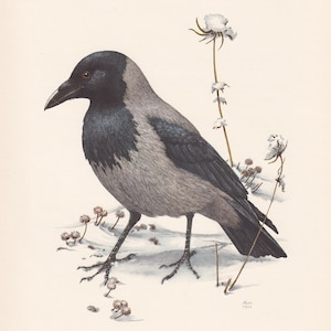 1960 HOODED CROW Bird Print - Vintage Bird Print - Bird Illustration - Bird Wall Art - Bird Decor - 7.5 x 10.6 Inches