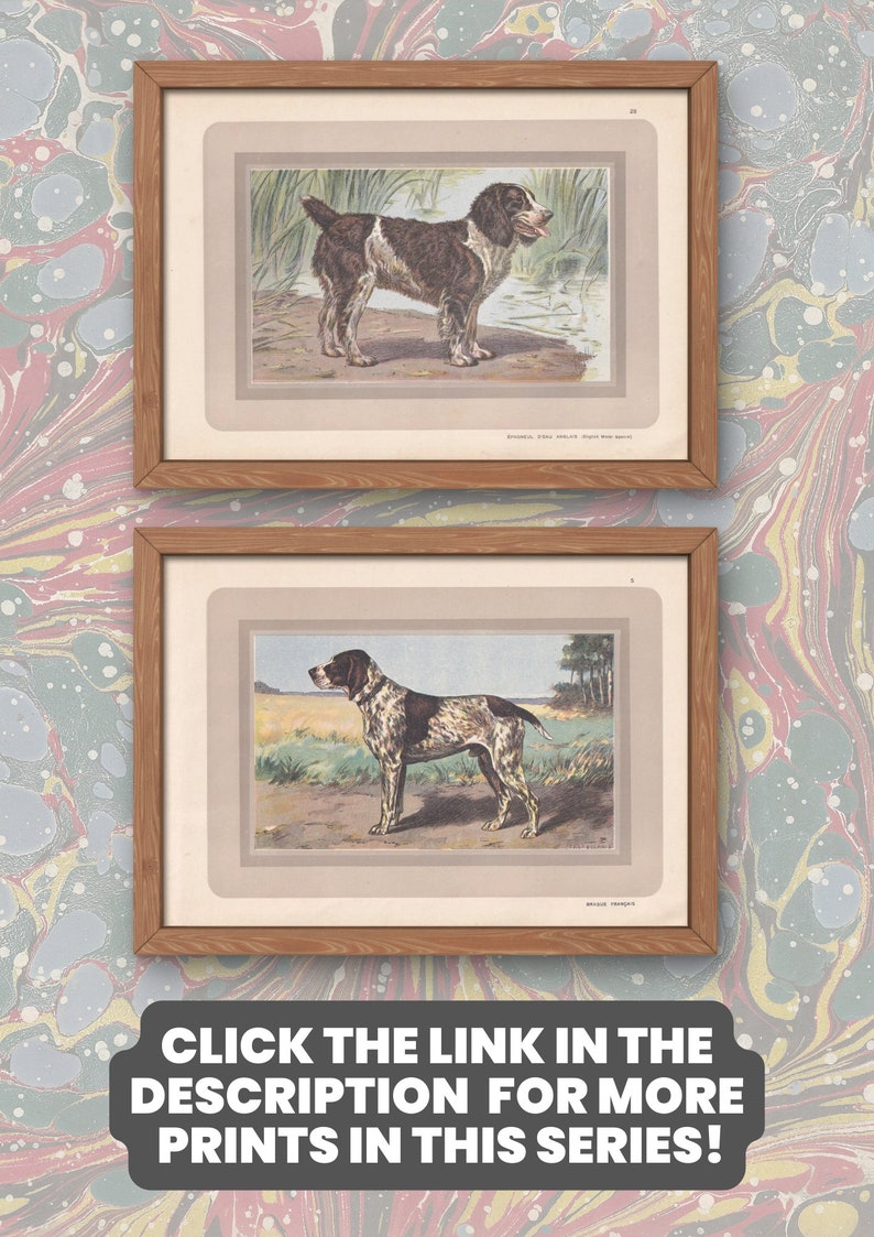 1931 ENGLISH WATER SPANIEL Print - Original Antique Hunting Dog Print ...