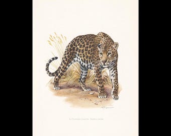 Vintage Animal Print, Mammal Chart French Biology Poster