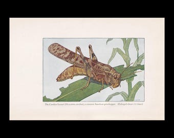 1934 LOCUST Print - Vintage Print - Insect Wall Art - Insect Decor - Insect Gift Idea - 9.15 x 6 Inches