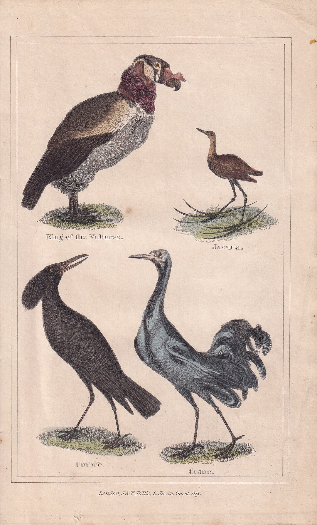 1842 KING VULTURE & CRANE Print - Hand Coloured - Animal Wall Art ...