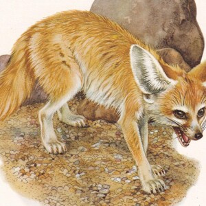 1960 FENNEC FOX-afdruk - vintage dierenprint - zoogdierillustratie - muurkunst - 7,5 x 10,6 inch afbeelding 4