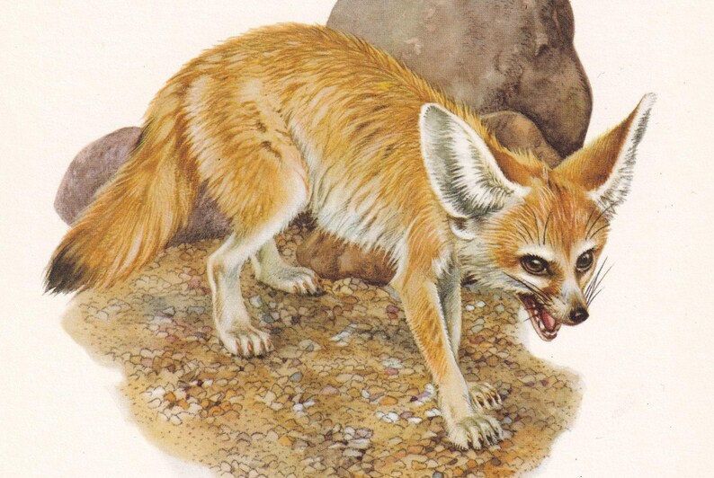 1960 FENNEC FOX-afdruk - vintage dierenprint - zoogdierillustratie - muurkunst - 7,5 x 10,6 inch afbeelding 4