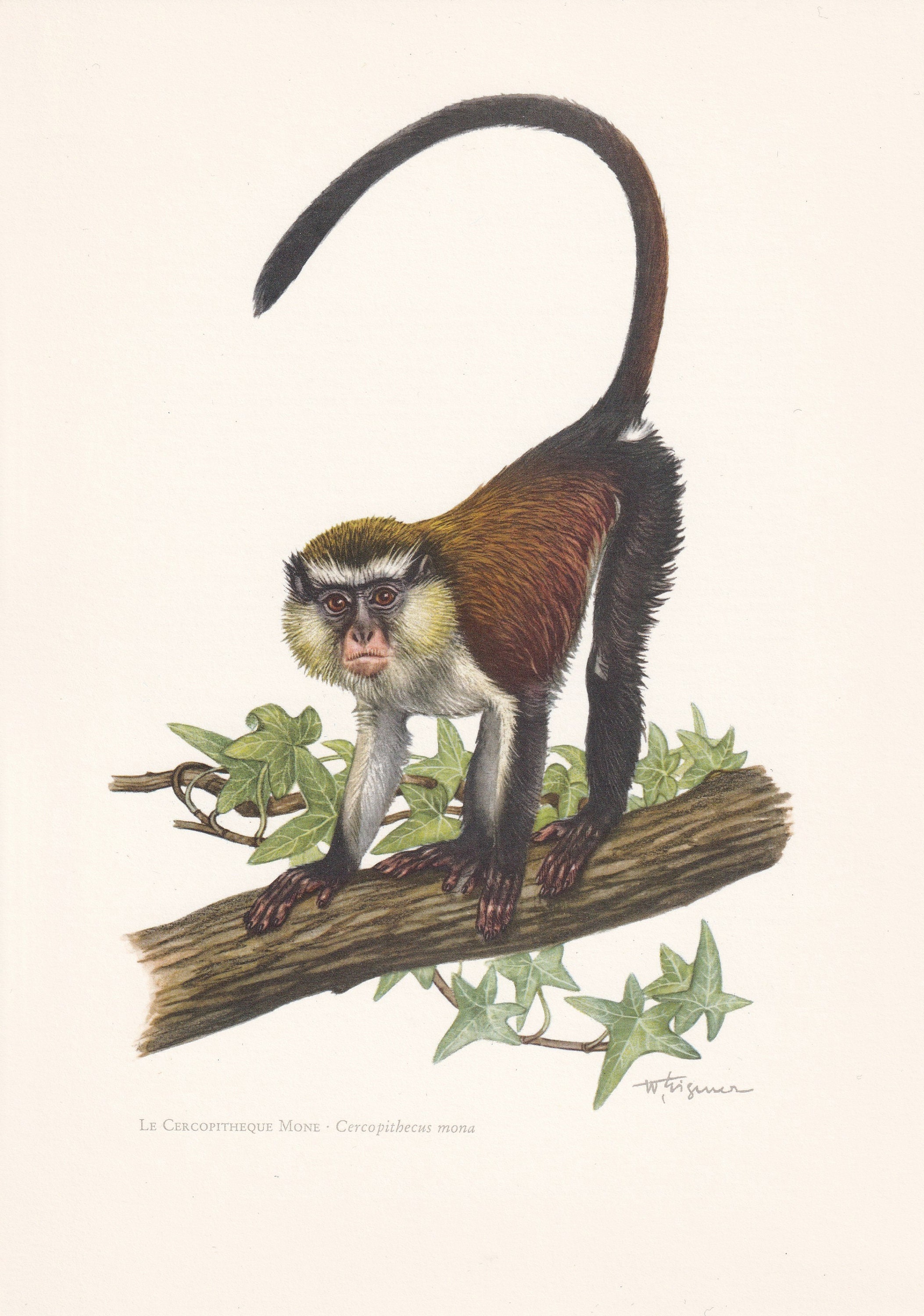1960 MONA MONKEY Print - Vintage Animal Print - Animal Illustration - Animal Wall Art - Apes & Monkeys Print - 7.5 x 10.6 Inches