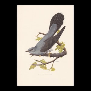 May include: A vintage illustration of a cuckoo bird perched on a branch with green leaves. The bird has grey and black feathers, a long tail, and yellow feet. The artwork is on a cream-coloured background.