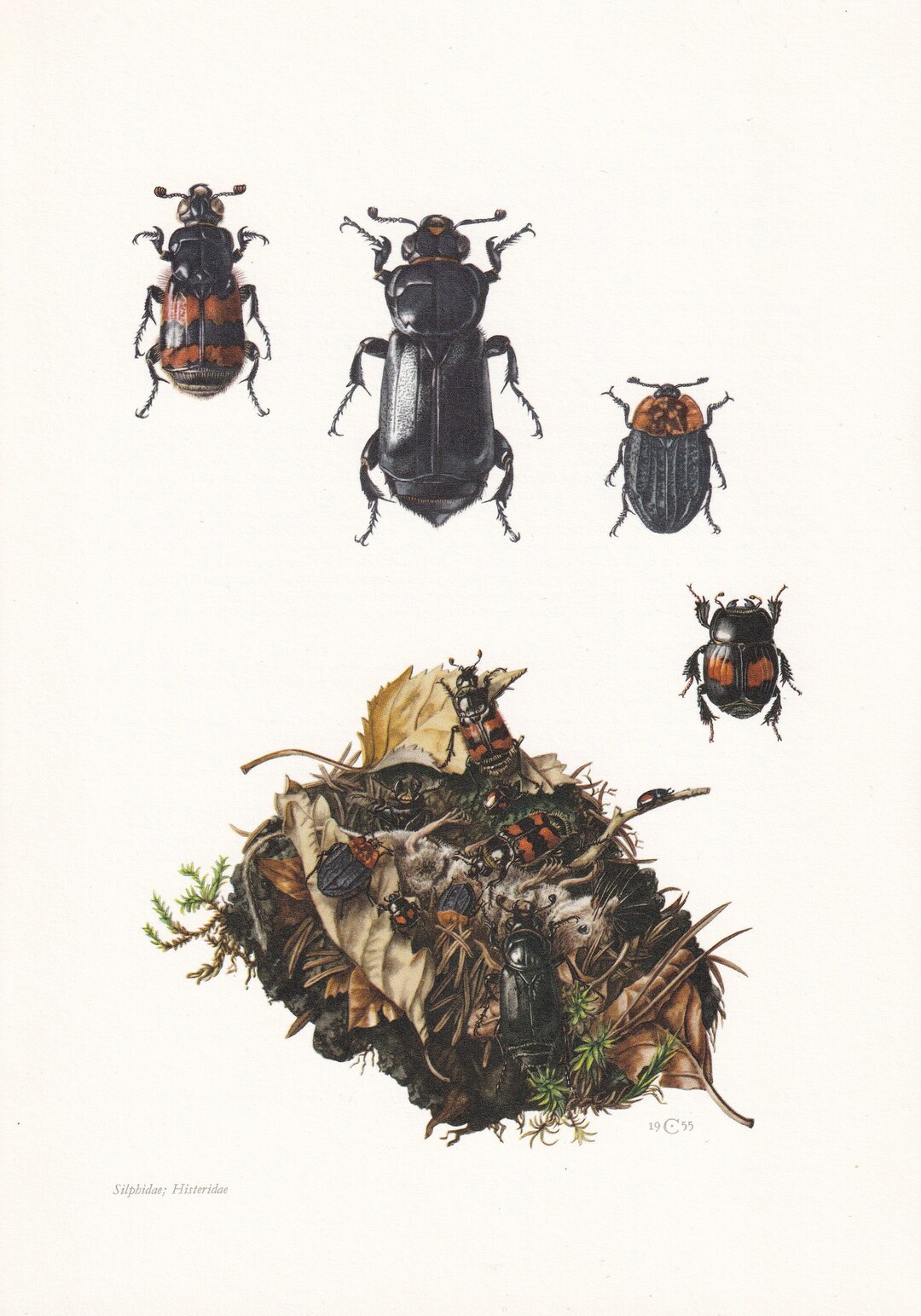 1960 BURYING BEETLE Print - Vintage Insect Print - Bugs Illustration ...