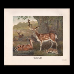 May include: A vintage-style print titled The Fallow Deer, Cervus dama, (Summer), Plate 56. The illustration depicts a group of spotted fallow deer in a wooded landscape, including one standing buck with large antlers and two resting deer.