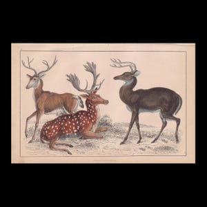 Könnte beinhalten: Eine Illustration im Vintage-Stil mit drei Hirschen in einer natürlichen Umgebung. Ein Hirsch steht links, ein weiterer liegt in der Mitte mit weißen Flecken auf seinem braunen Fell, und ein dritter dunkelbrauner Hirsch steht rechts.