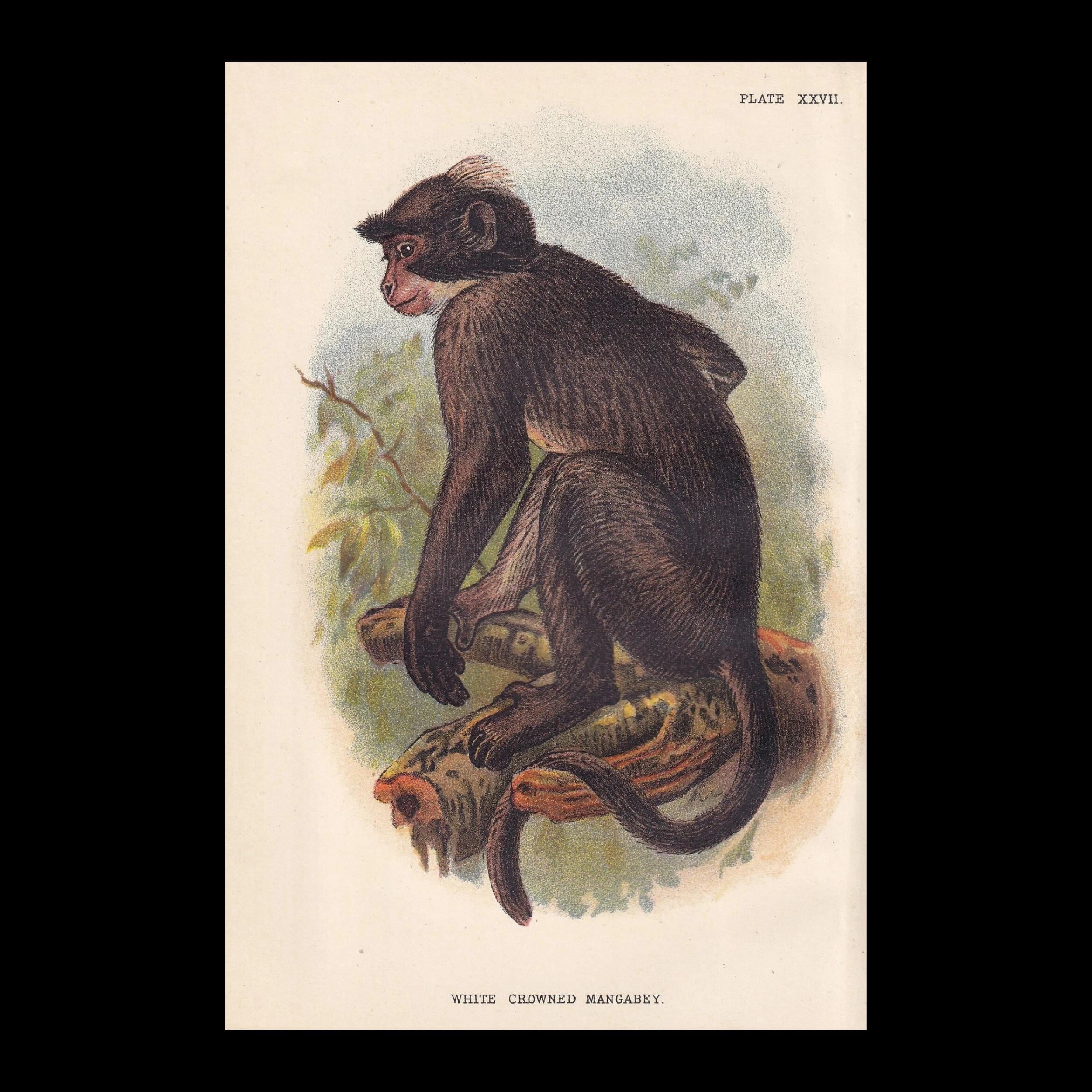 Monkey 47 Wall Art - Etsy