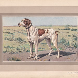 Rare 1931 BRAQUE SAINT-GERMAIN Print Original Antique Hunting Dog Print Animal Wall Art Dog Wall Art 92 Yrs Old 11 x 7.75 Inches image 3