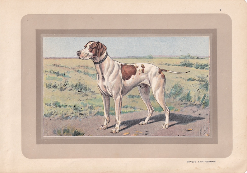 Rare 1931 BRAQUE SAINT-GERMAIN Print Original Antique Hunting Dog Print Animal Wall Art Dog Wall Art 92 Yrs Old 11 x 7.75 Inches image 3