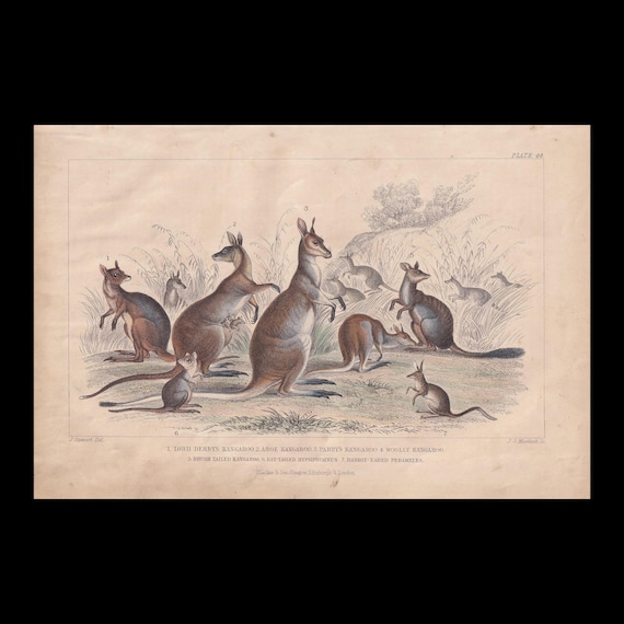 1859 Hand-Coloured KANGAROO Print - Kangaroo Wall Art - Antique Kangaroo Decor - 9.5 x 6.5 Inches
