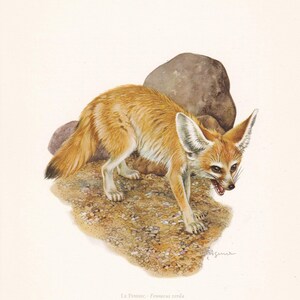 1960 FENNEC FOX-afdruk - vintage dierenprint - zoogdierillustratie - muurkunst - 7,5 x 10,6 inch afbeelding 5