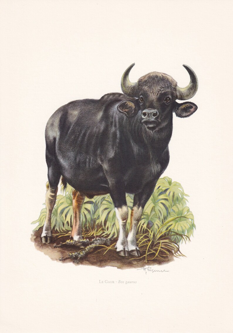 1960 GAUR Print - Vintage Animal Print - Animal Illustration - Animal ...