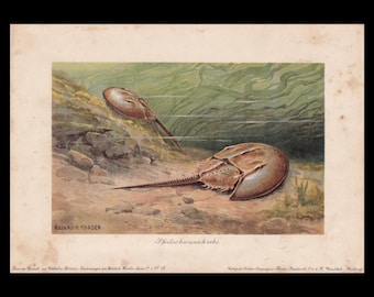 Original 1902 HORSESHOE CRAB Print - Antique Sea Life Print - Crab Wall Art - Ocean Wall Art - Living Fossil -  10.5 x 7.5 Inches