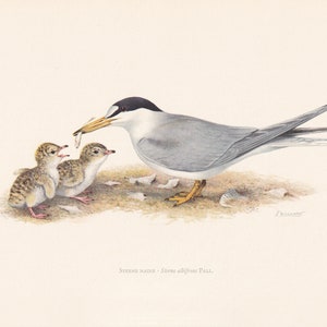 1960 LITTLE TERN Bird Print - Vintage Bird Print - Bird Illustration - Bird Wall Art - Bird Decor - 7.5 x 10.6 Inches