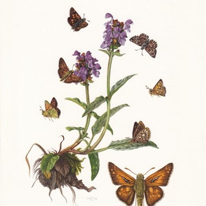1960 SKIPPER BUTTERFLY Druck - Vintage Insekt - Schmetterlings-Wandkunst - Vintage Entomologie-Druck - 7,5 x 10,6 Zoll