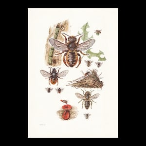 Peut inclure: Illustration détaillée de différentes espèces d'abeilles, présentant leur anatomie et leurs habitats. L'œuvre présente plusieurs abeilles aux ailes transparentes, un nid et un champignon rouge, le tout sur fond blanc. L'image est une étude détaillée des insectes.