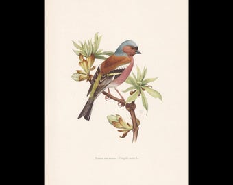 1960 BUCHFINK Vogel Druck - Vintage Vogel Druck - Vogel Illustration - Vogel Wandkunst - Vogel Dekor - 19,5 x 28 cm