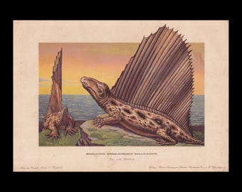 1902 DIMETRODON Print - Permian Synapsid - Paleoart - Prehistoric Animals Wall Art - Dinosaur - 10.5 x 7.5 Inches
