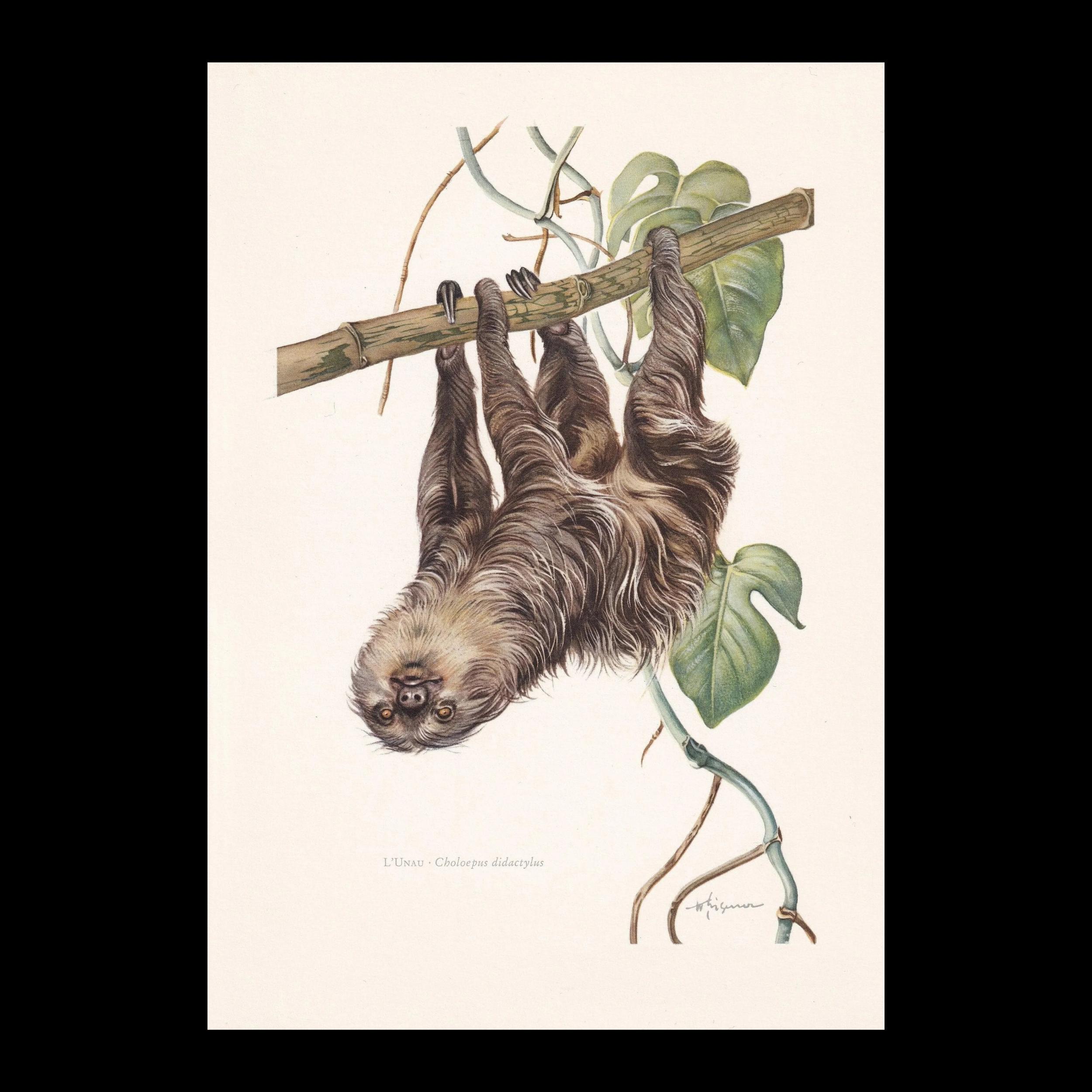ナマケモノページ 1960年製フタユビナマケモノのプリント - ヴィンテージ動物プリント
