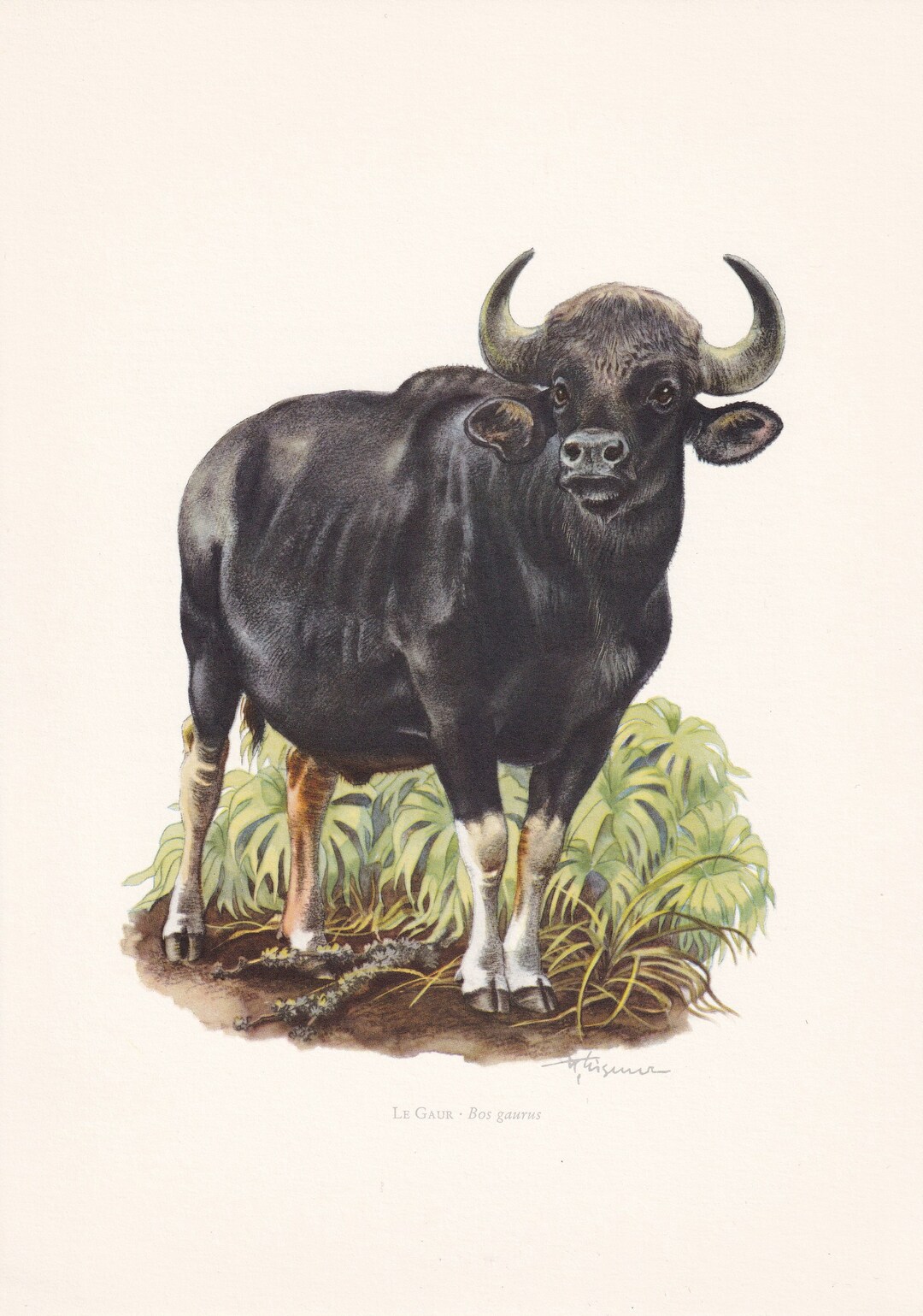 1960 GAUR Print - Vintage Animal Print - Animal Illustration - Animal ...