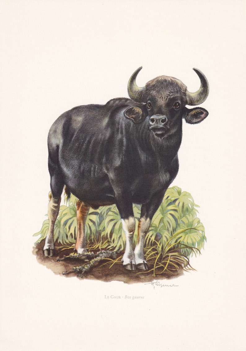 1960 GAUR Print - Vintage Animal Print - Animal Illustration - Animal ...