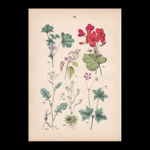 1882 HAND-COLOURED BOTANICAL Print - Wild Radish, Rockcress, Marsh Cranesbill, Zonal Geranium, Mallow, & Marshmallow - 7.5 x 10.75 Inch