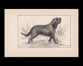 1900 OTTERHOUND DOG Print - Original Antique Dog Print - Dog Wall Art - Dog Lover - Dog Gift - 8.6 x 5.6 Inches
