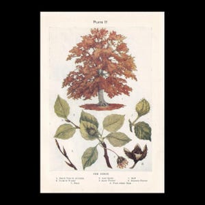 Small 1910 BEECH TREE Print - Antique Tree Print - Tree Wall Art - Plant Wall Art -  6.25 x 4.25 Inches