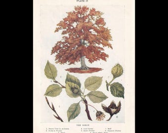 Small 1910 BEECH TREE Print - Antique Tree Print - Tree Wall Art - Plant Wall Art -  6.25 x 4.25 Inches